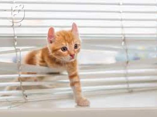 PoulaTo: Prekrasan mačić ExoticPedigree.